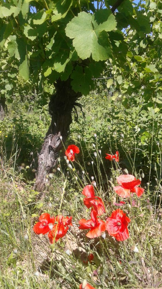 nous favorisons la biodiversité