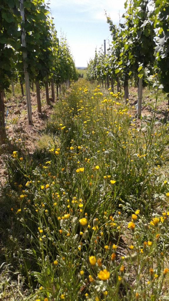 les fleurs jaunes s'épanouissent dans nos vignes