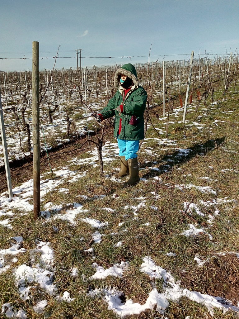 Descente des bois dans les vignes