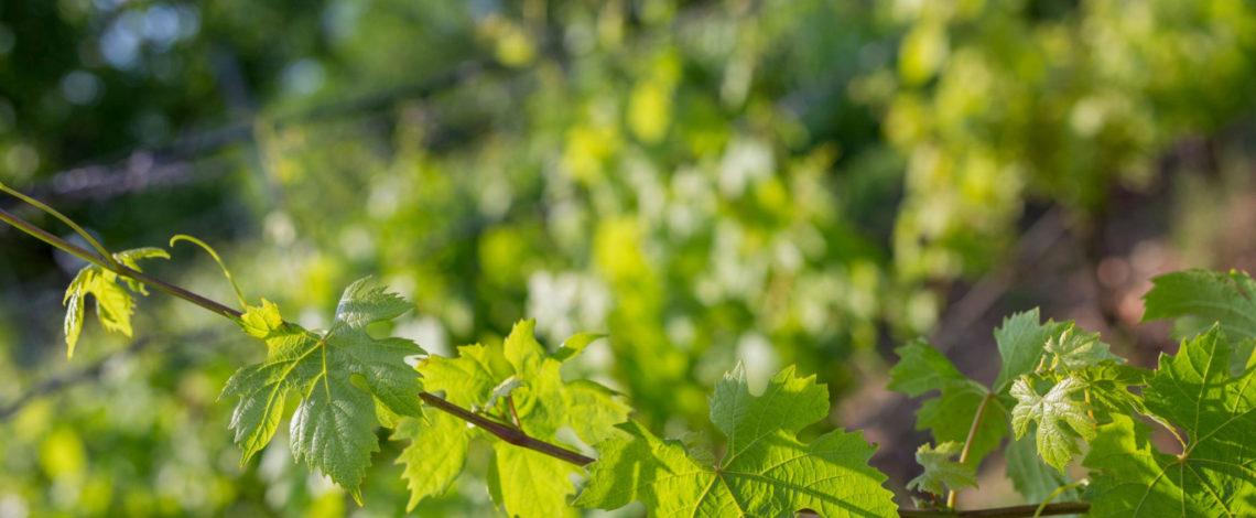 feuilles de vigne