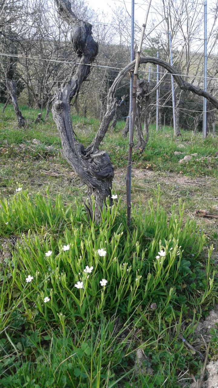 La vie du sol reprend dans le vignoble