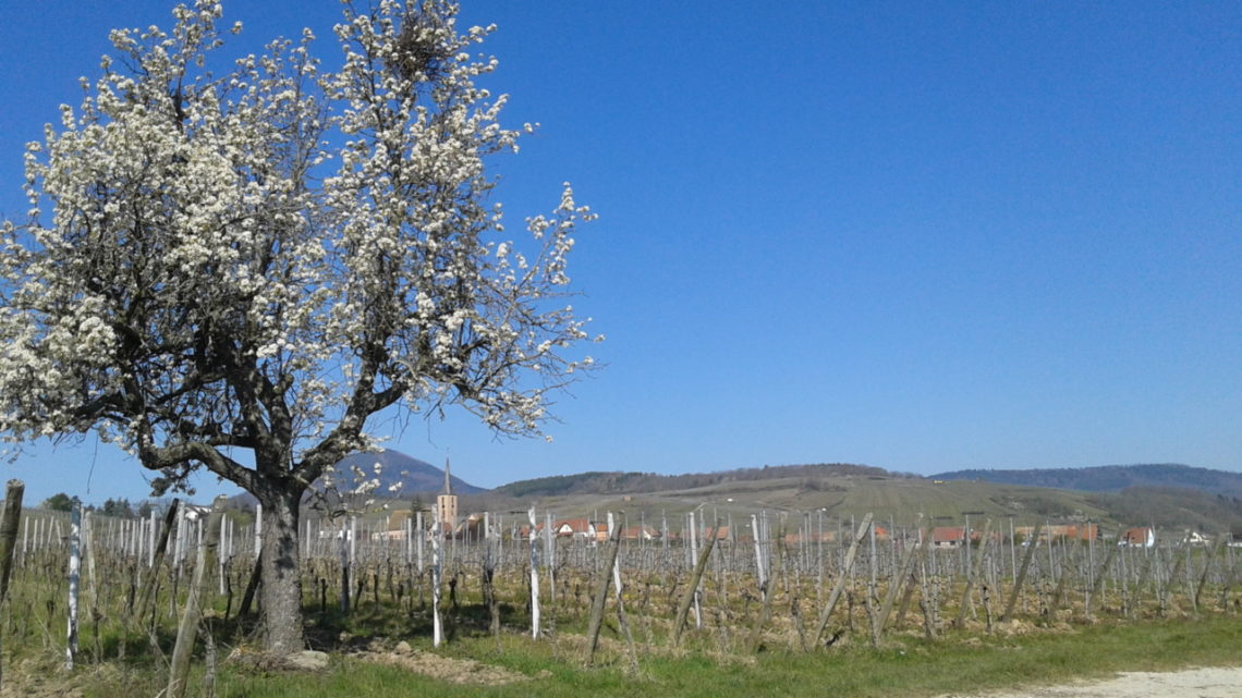 Notre vieux poirier en fleurs sur notre parcelle de Pinot Gris